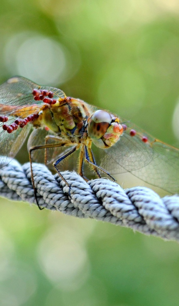 Стрекоза сидит на веревке