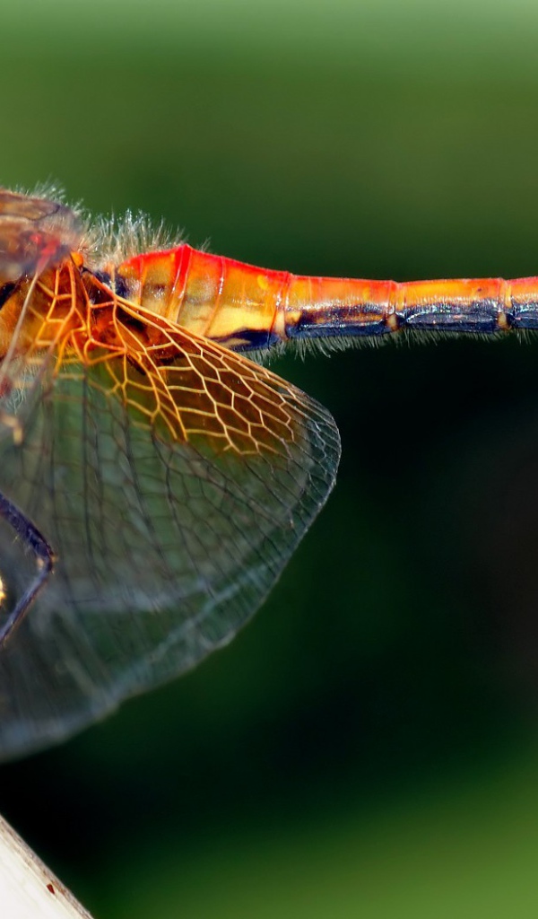 Стрекоза с прозрачными крыльями