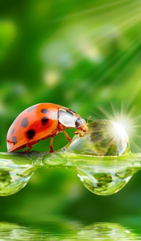 Семья божьих коровок наткнулась на препятствие