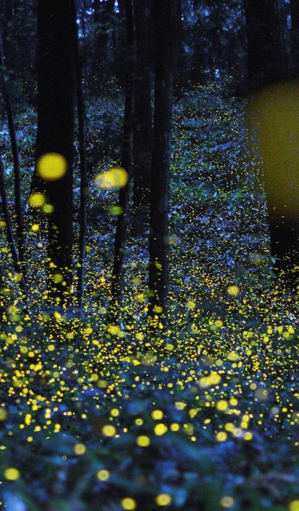Светлячки среди деревьев