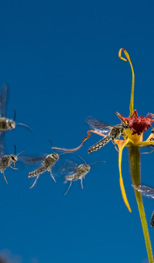 Мухи слетаются к цветку