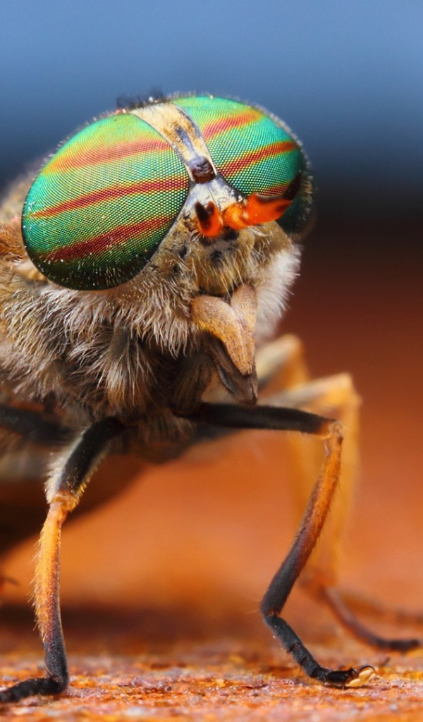 Фото мухи крупным планом