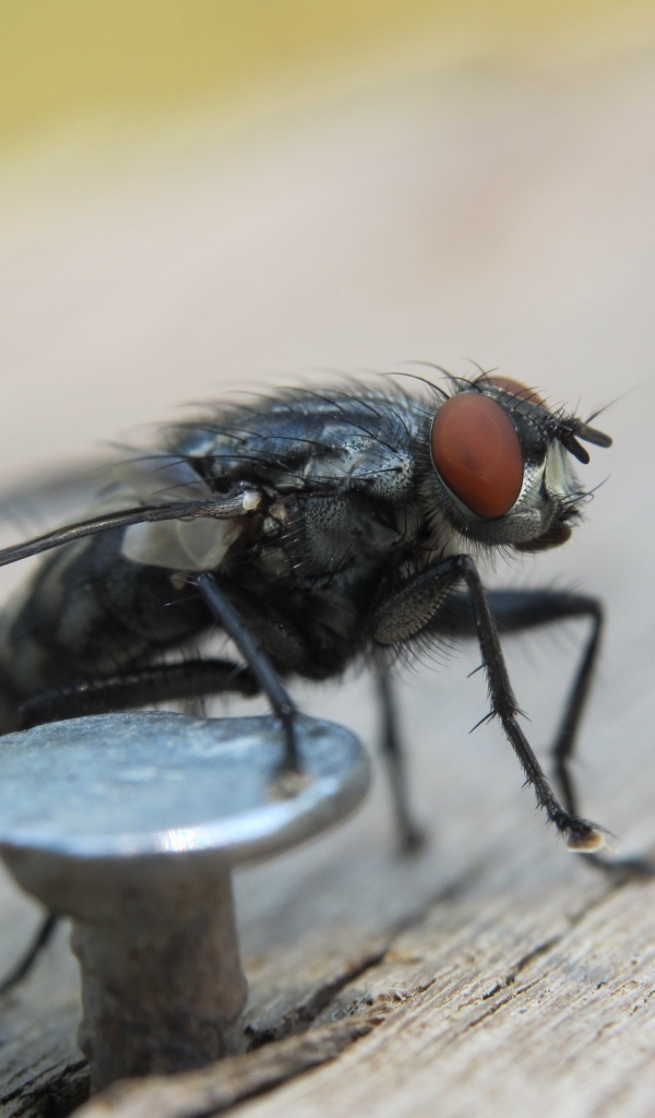 Муха у железного гвоздя