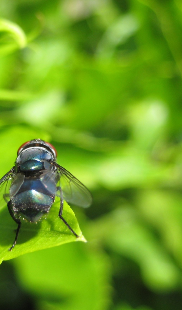Муха на зеленом листе