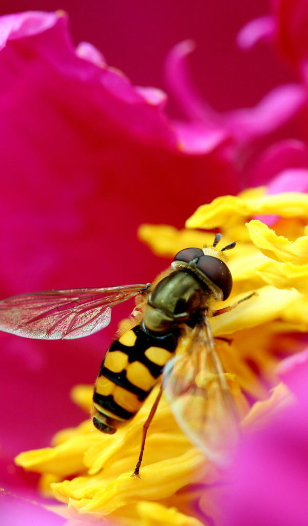 Муха на розовом цветке