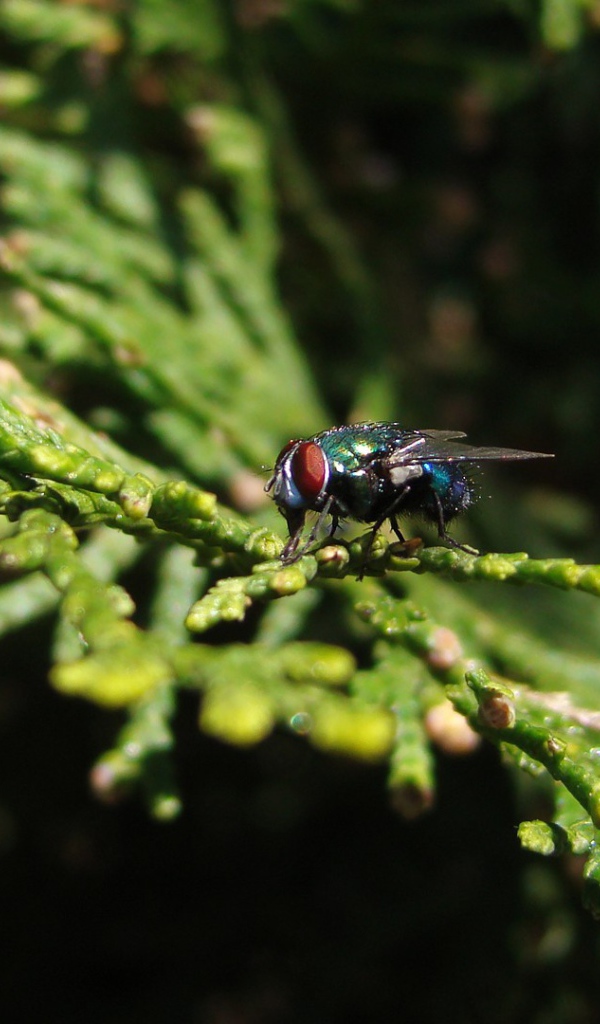 Муха сидит на зеленой ветке