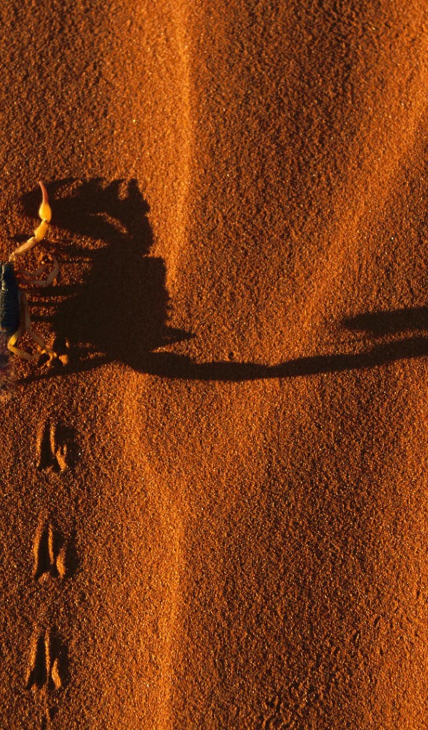 Следы жука на песке