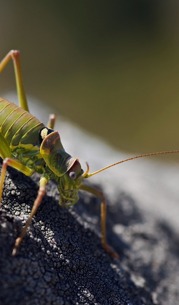 Зеленый жук ползет по земле