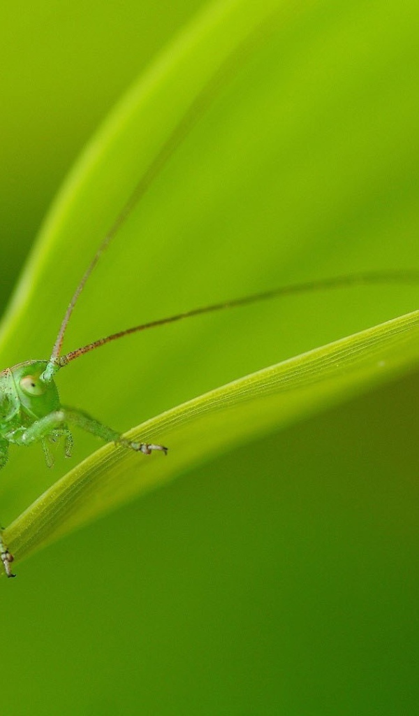 Зеленый кузнечик маскируется на листе