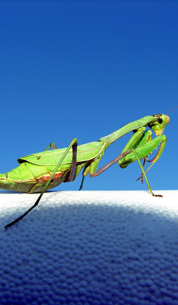 Зеленый богомол