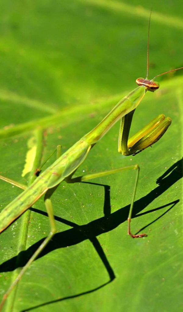 Зеленый богомол на зеленом листике