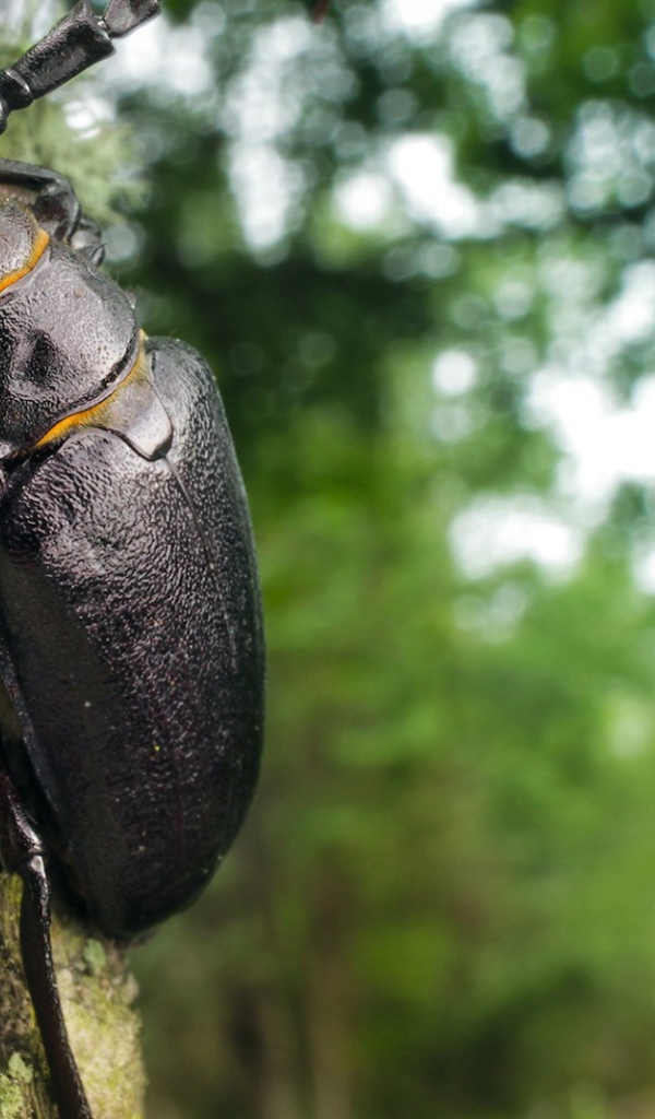 Огромный черный жук ползет по стволу дерева