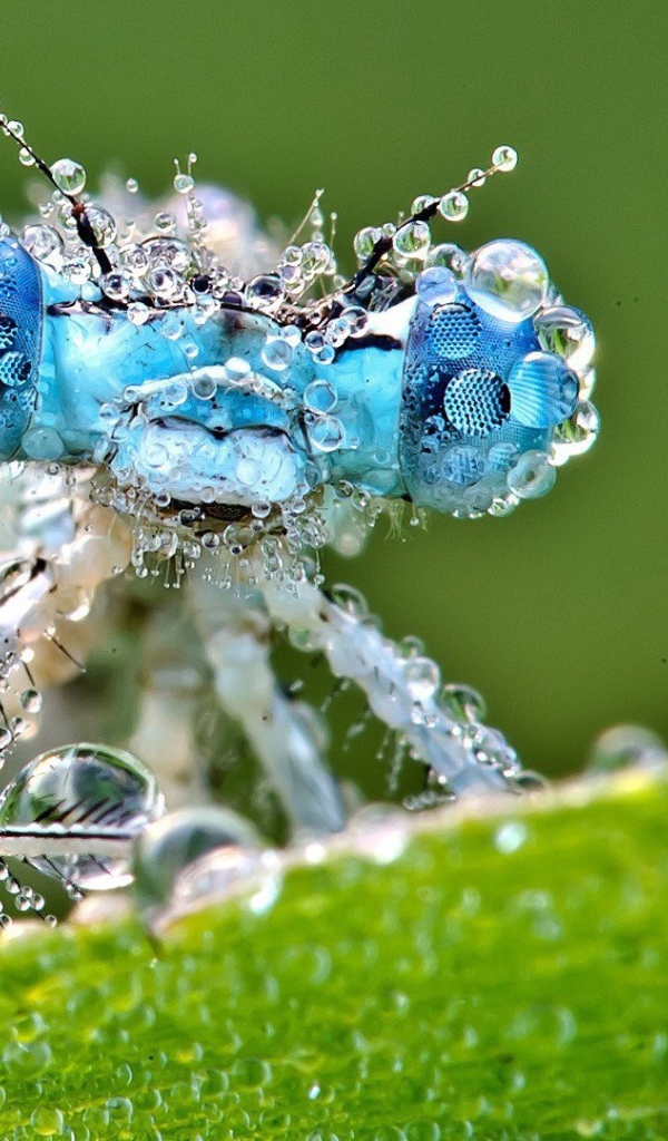 Насекомое покрыто каплями воды