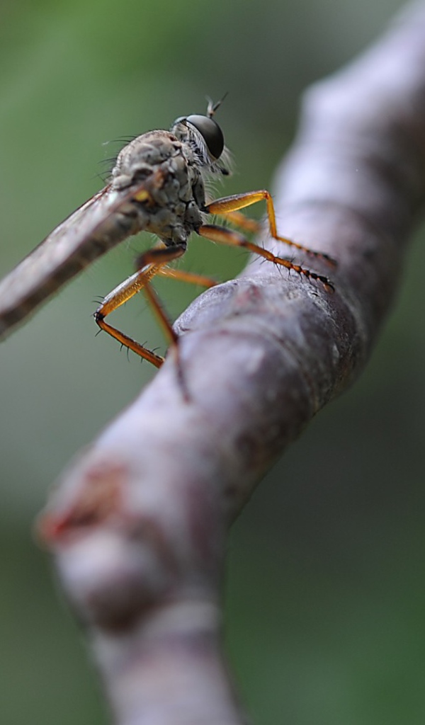Насекомое сидит на ветке