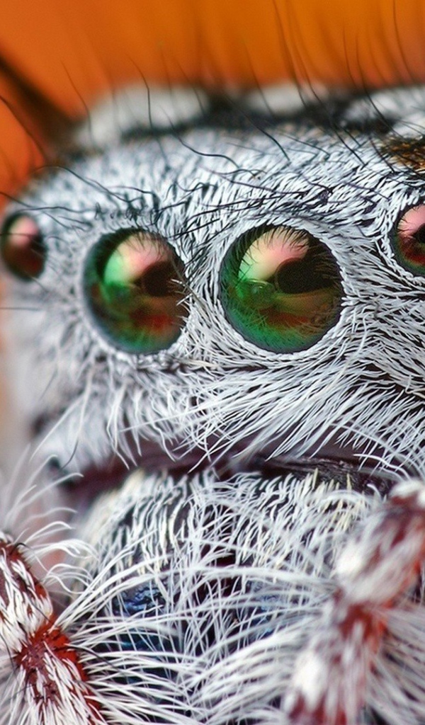 Так выглядит паук