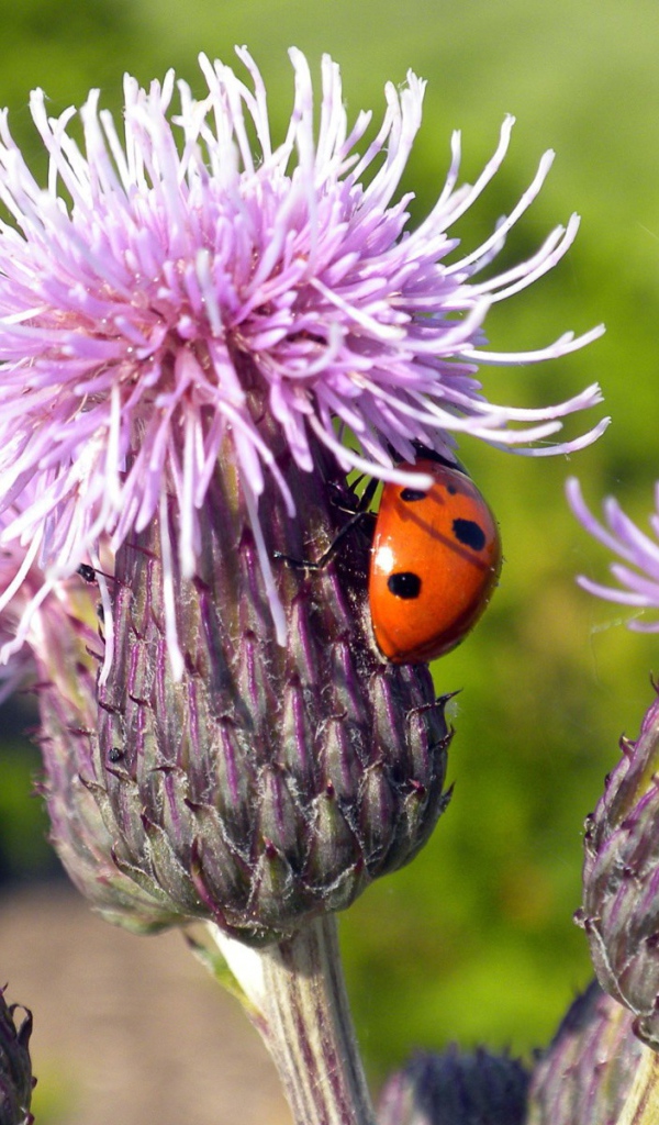 Божья коровка на цветке сорняка
