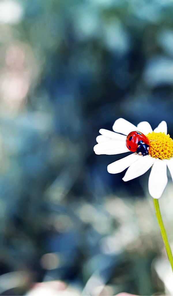 Божья коровка в сердцевине ромашки