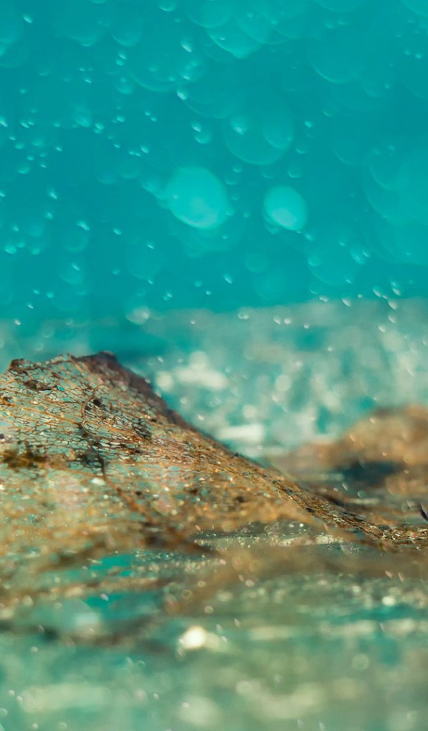 Божья коровка под дождем