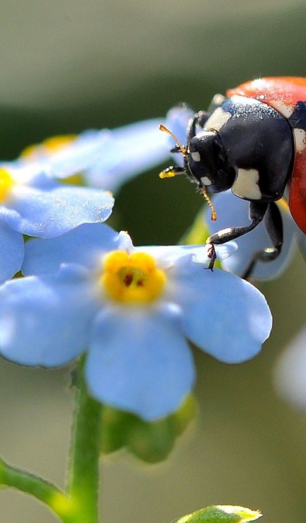 Божья коровка на белом цветке