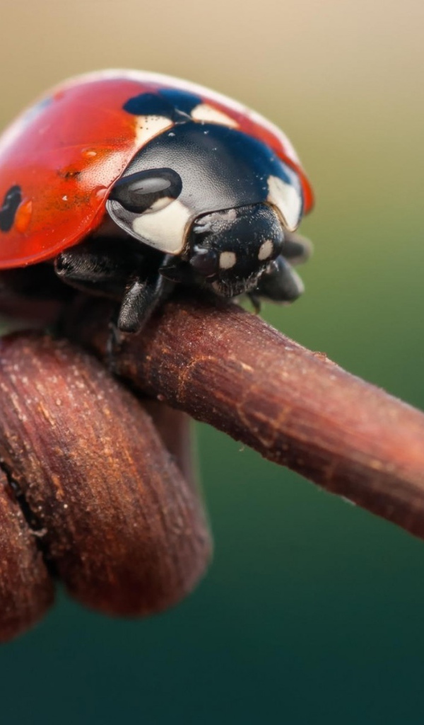 Божья коровка на засохшем ростке