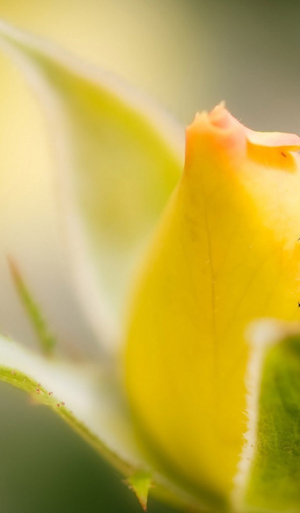 Божья коровка на бутоне желтой розы