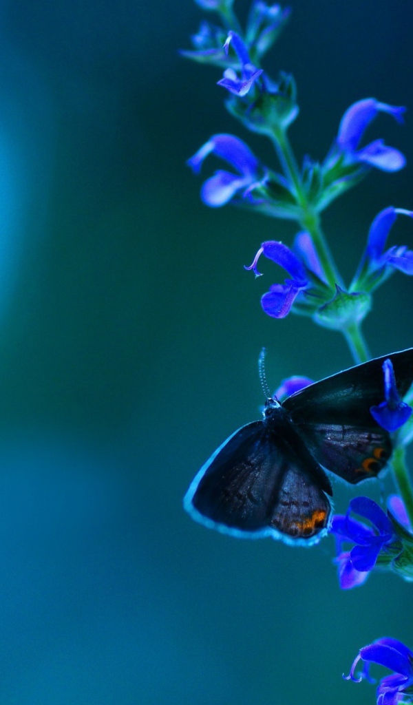 Маленькая бабочка на кисточке голубых цветов