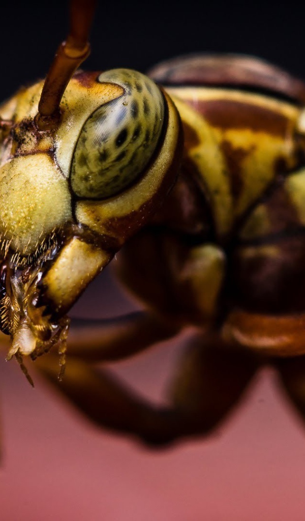 Макро фото насекомого