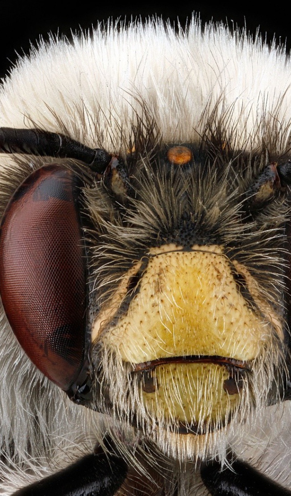 Макро фото головы насекомого