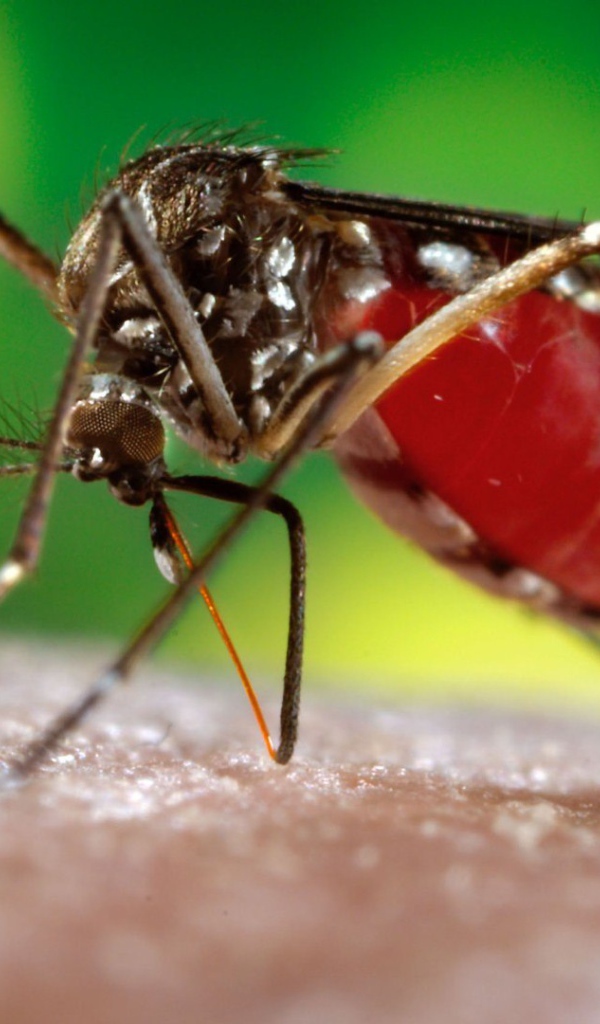 Комар сосет кровь