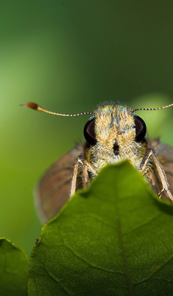 Моль спряталась за листом