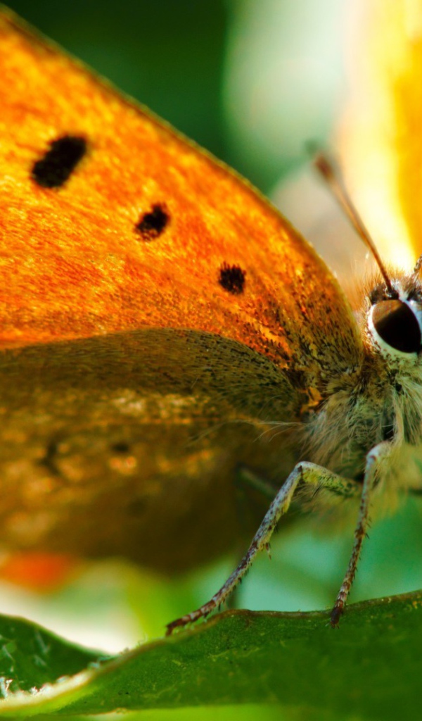 Оранжевая бабочка вблизи