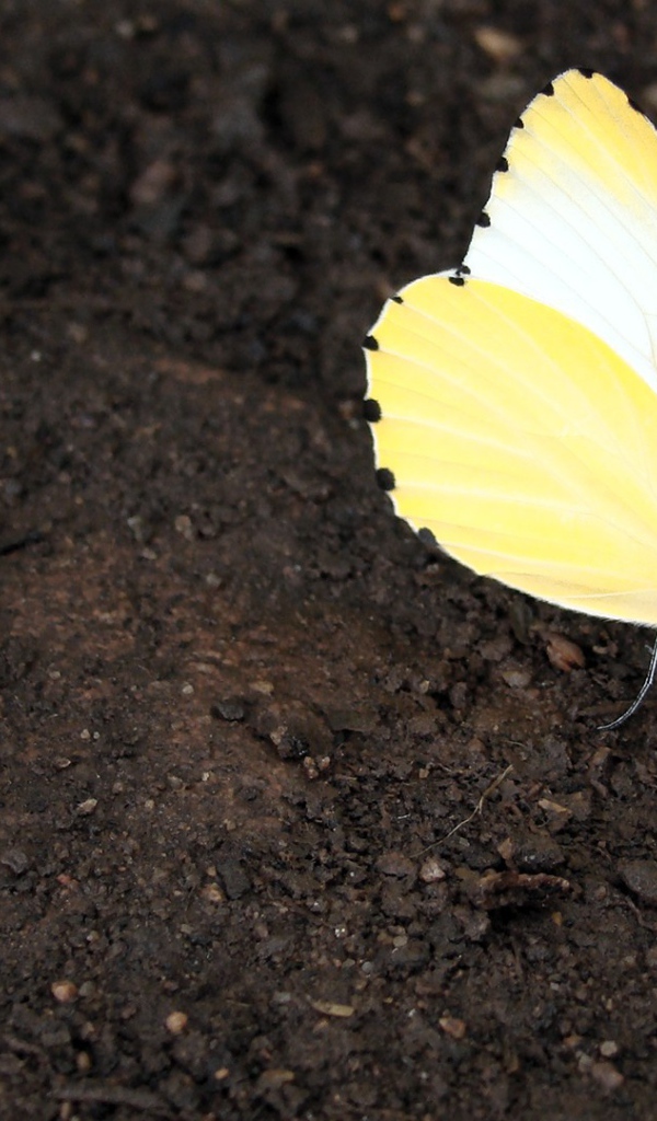 Оранжевая бабочка сидит на земле