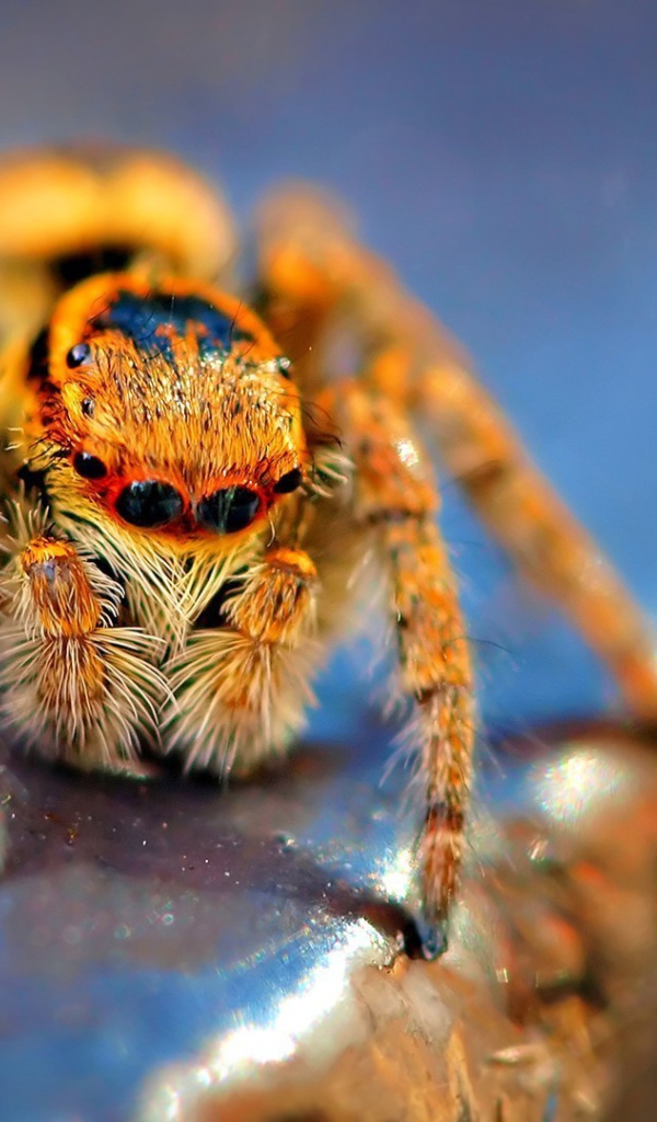 Оранжевый мохнатый паук