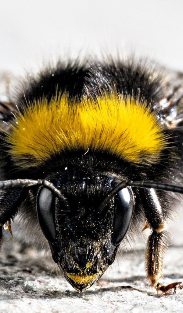 Фото мохнатого насекомого