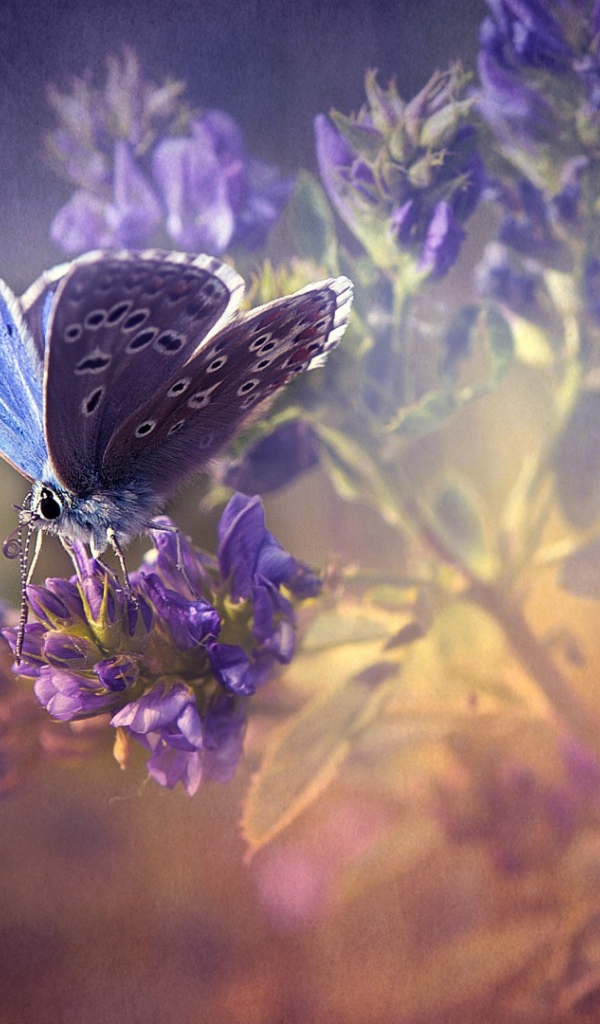 Сиреневая бабочка на лаванде