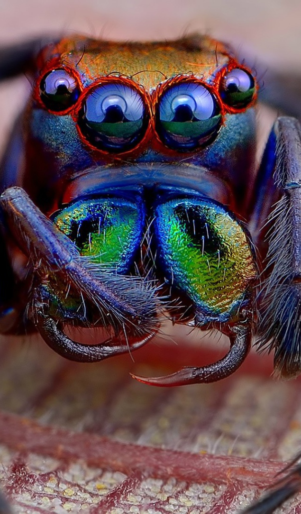 Радужный мохнатый паук