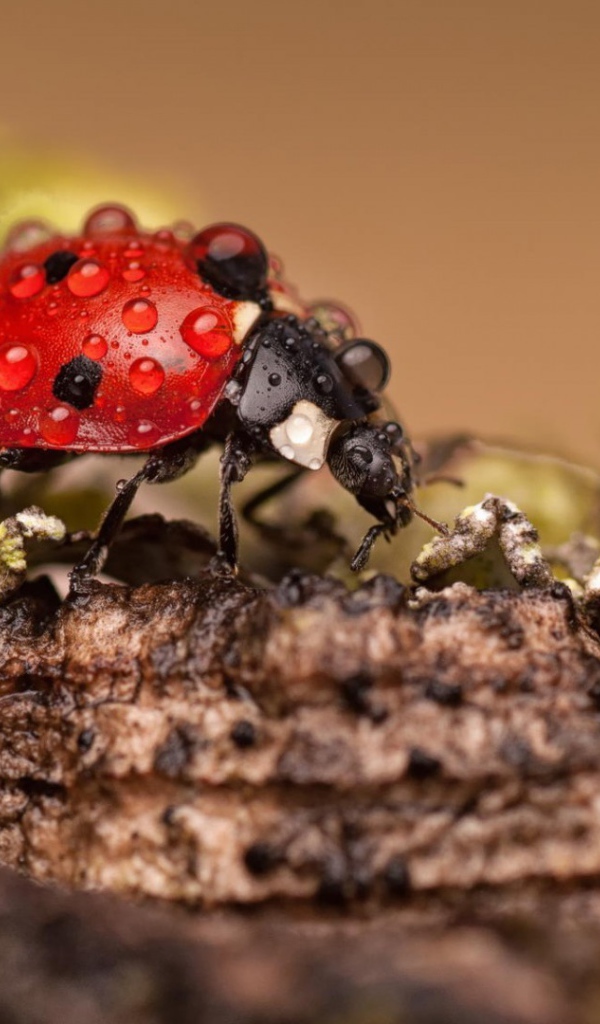 Красный жук покрыт росой