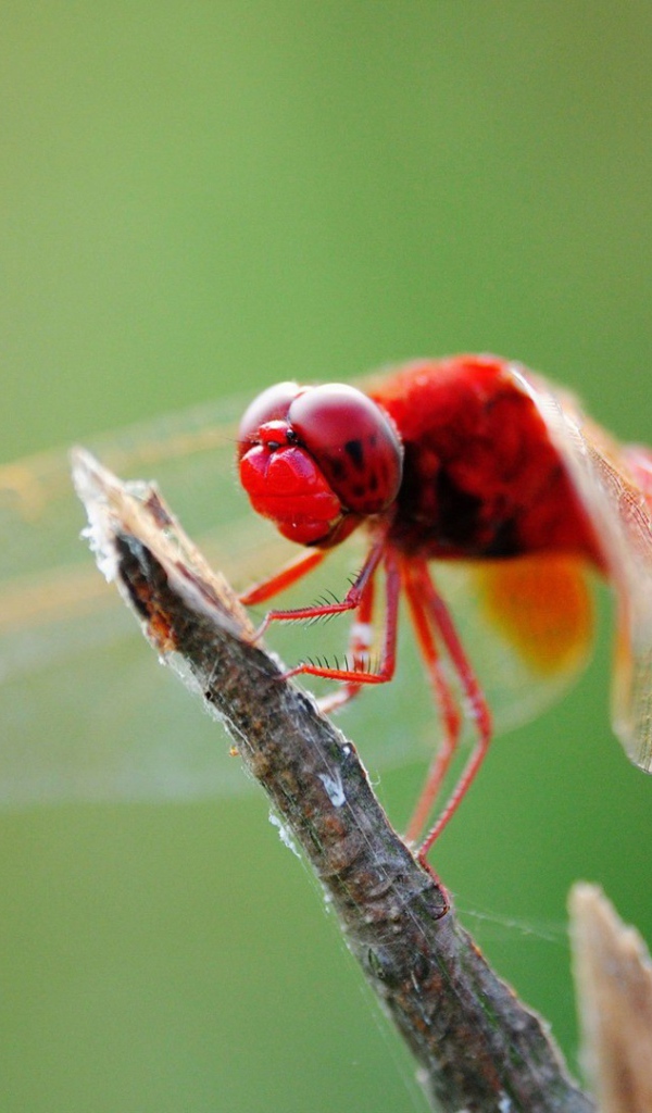 Красная стрекоза на ветке