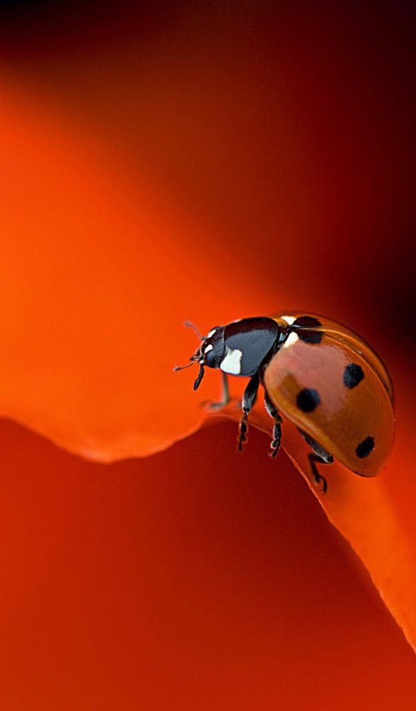 Красная божья коровка на оранжевом фоне