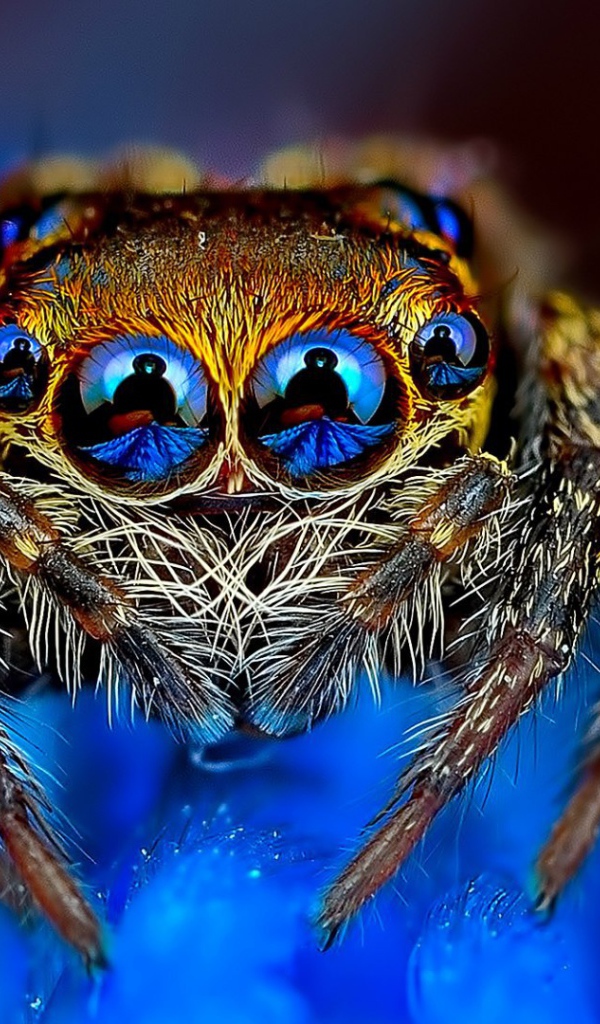 Отражение в глазах паука