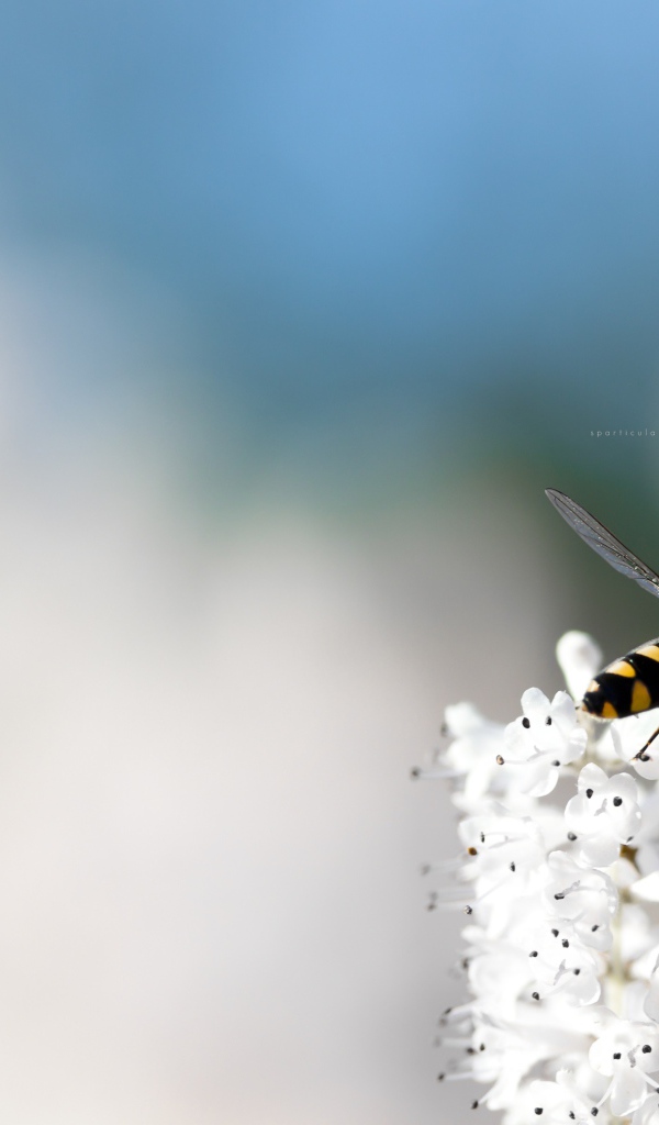 Небольшая пчела на кисточке белых цветов