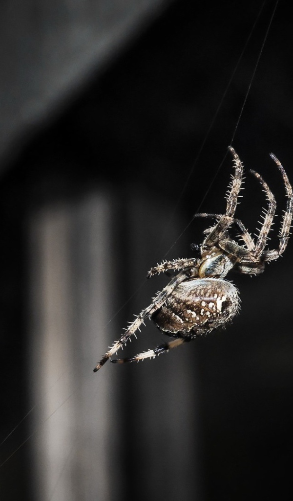 Паук ползет по своей паутине