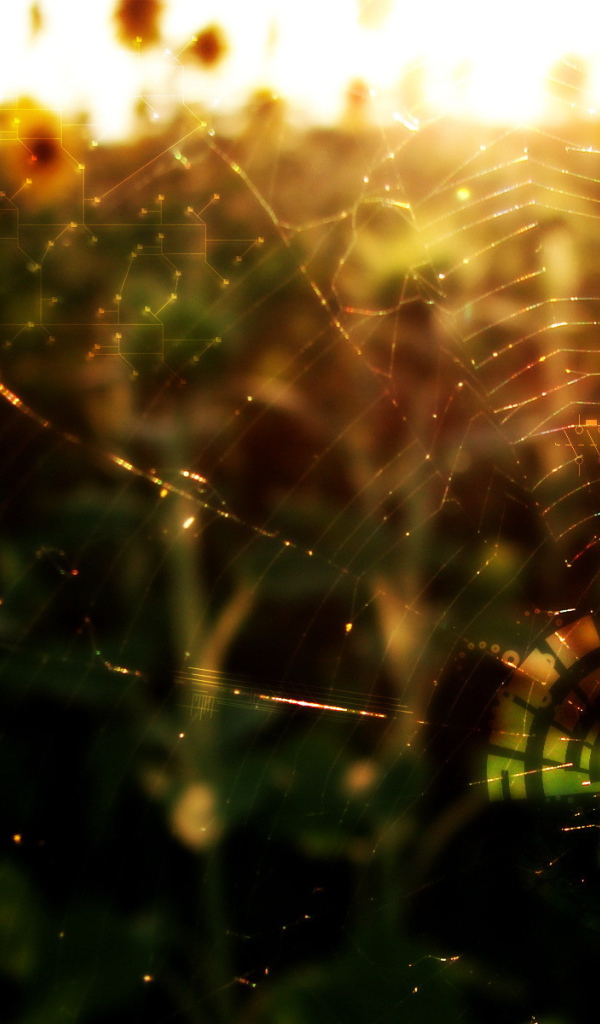 Паук в лучах солнца