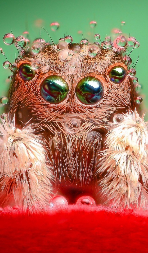 Паук в воде