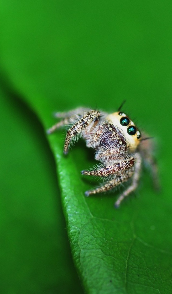 Паук на листике с дерева