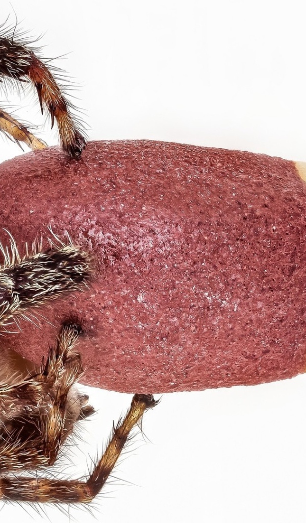 Паук на головке спички