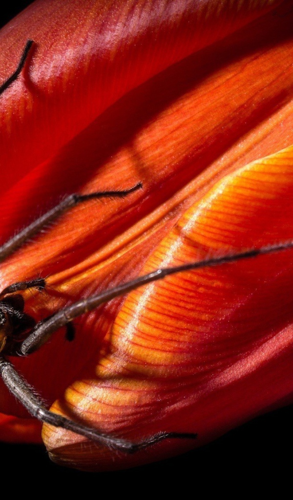 Паук на бутоне красного тюльпана