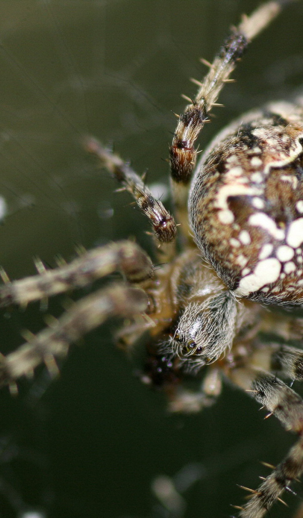 Паук на своей паутине