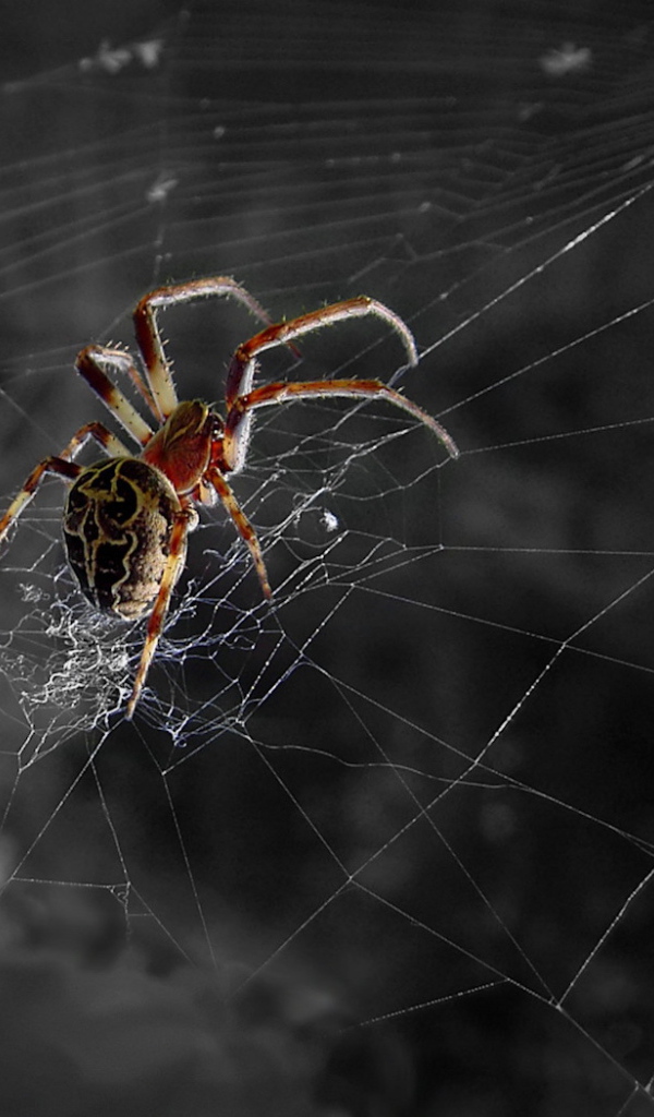 Паук ждет свою добычу