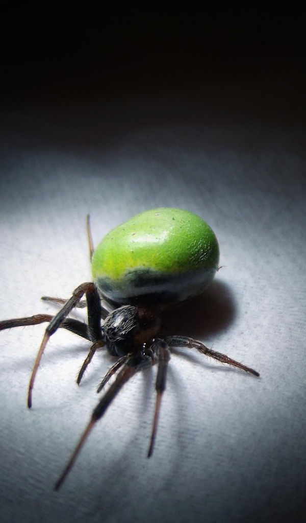 Паук с зеленым брюшком